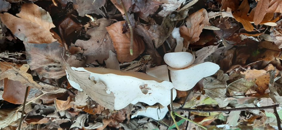 Kleverige knolamaniet of Witte bundel ridderzwam?